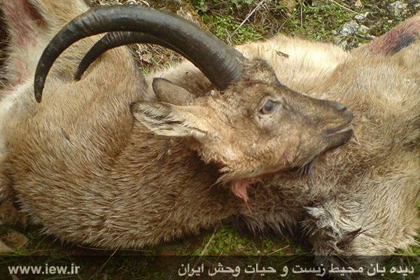 93-09-26 - شکارچیان غیر مجاز کل وحشی در استان کردستان و کرمان شناسایی و دستگیر شدند