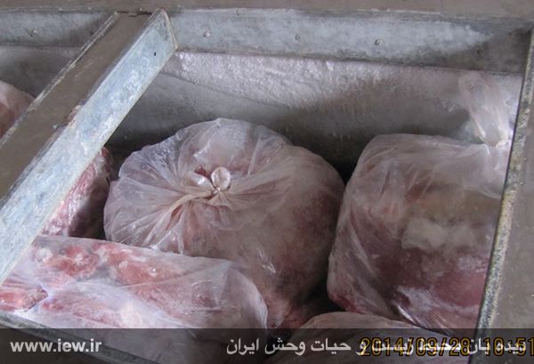 93-09-26 - کشف بیش از ۷۰۰ کیلوگرم گوشت گراز در علی آباد